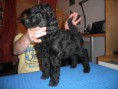/album/puppies-available/fabio-black-jpg/
